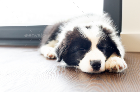 Border best sale collie sleeping